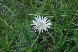 Image of carline thistle