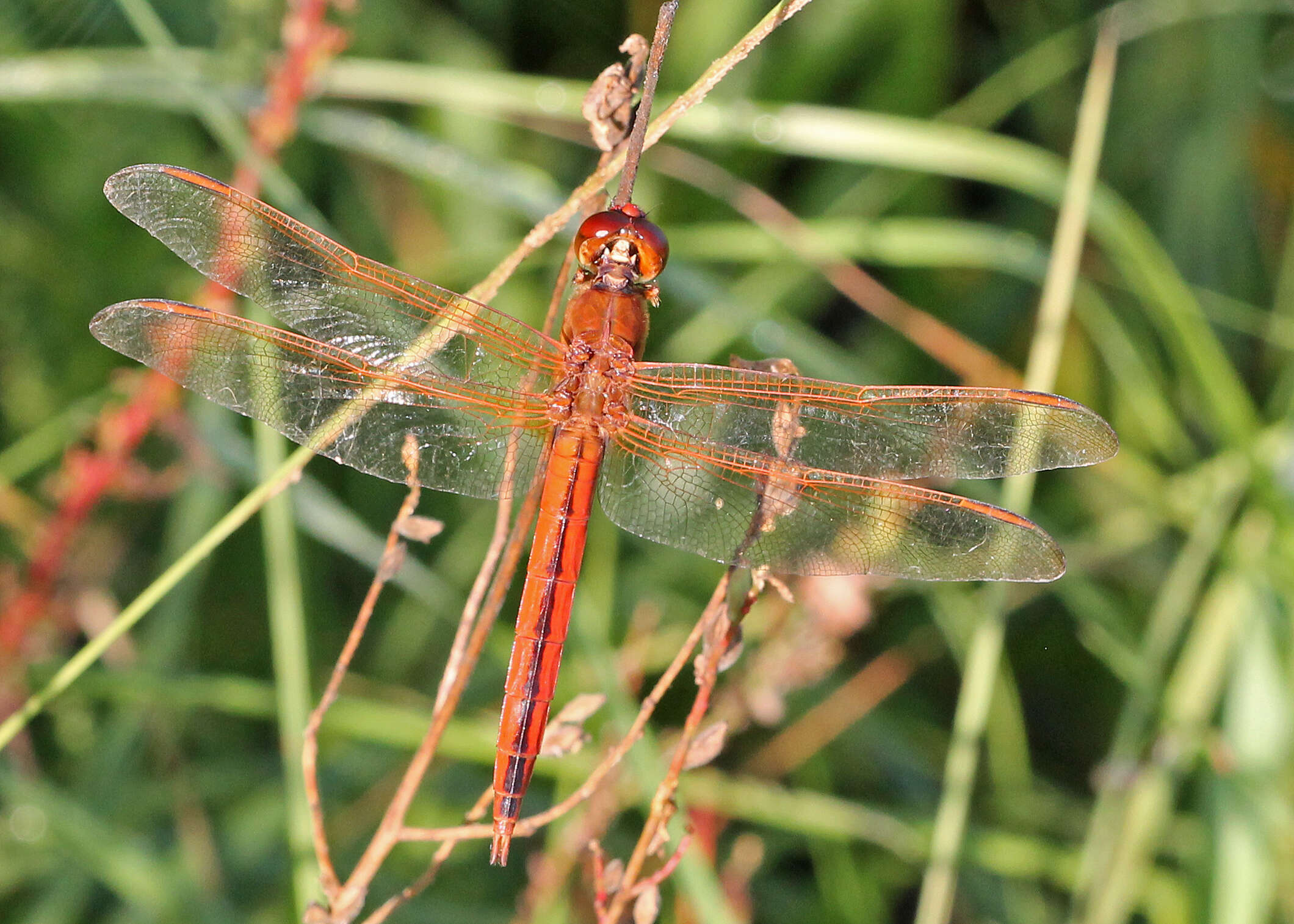 Image of Libellula Linnaeus 1758