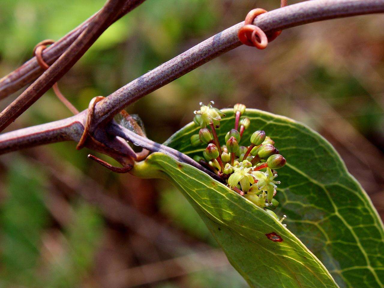 Smilax brasiliensis Spreng. resmi