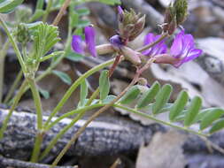 Image of Smallflowered Milkvetch