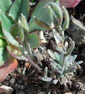 Image of golden draba