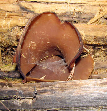 Image of cup fungi