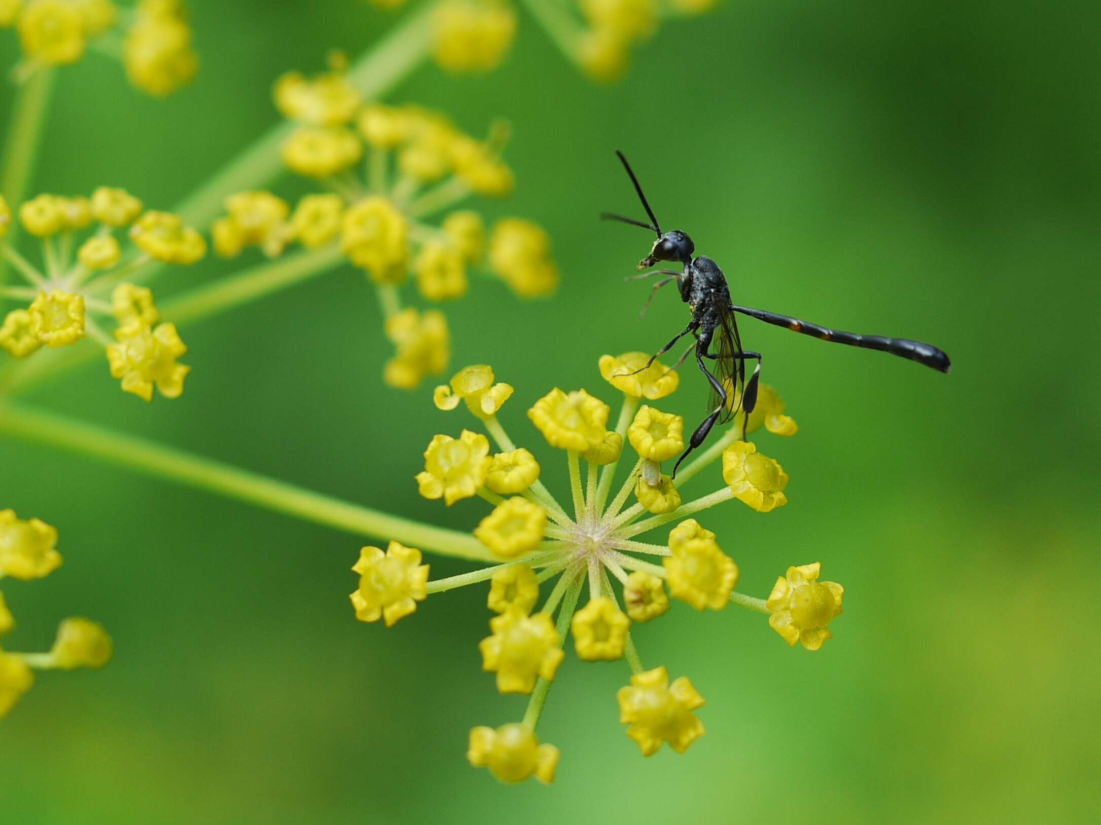 Image of carrot wasps