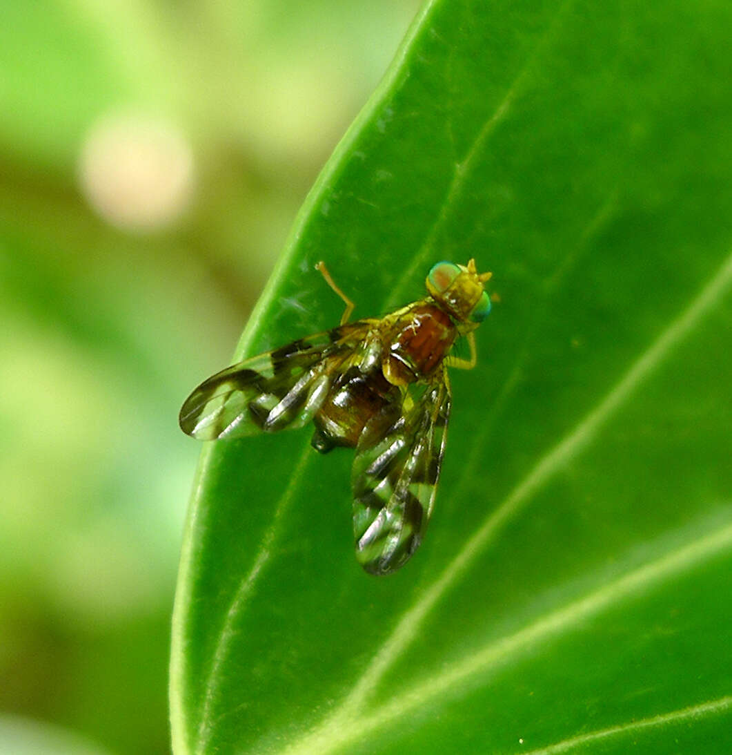 Image of Celery Fly