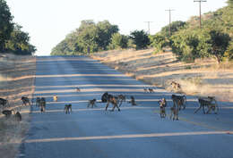 Image of Baboon