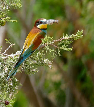 Image of bee-eater, european bee-eater