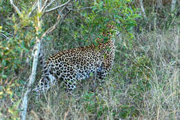 Image of Leopard