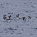 Image of Yelkouan Shearwater