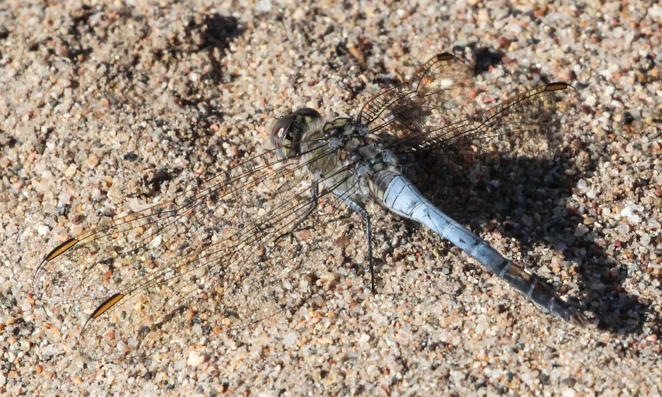 Image of Skimmers (Dragonflies)