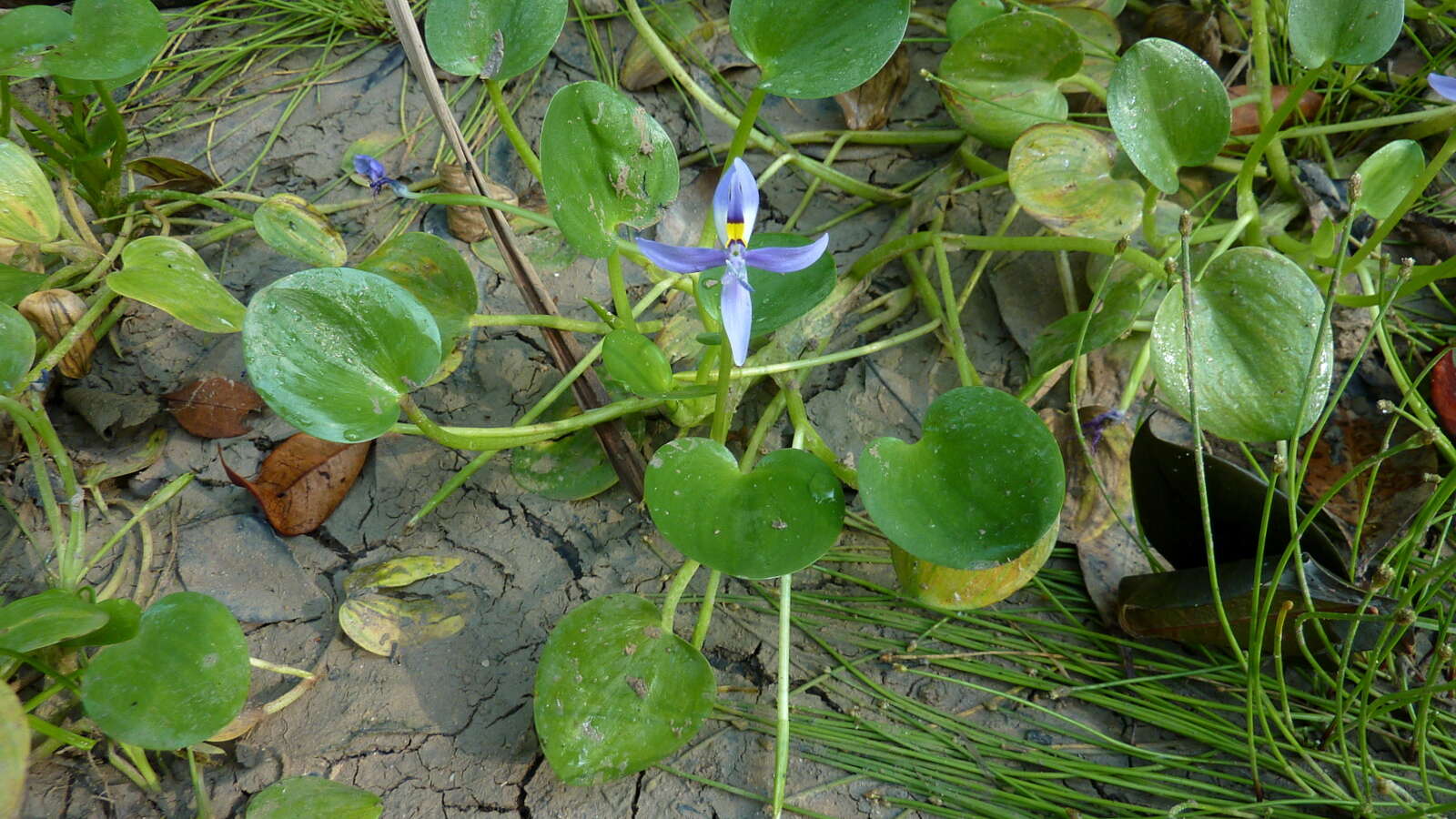 Image of mudplantain