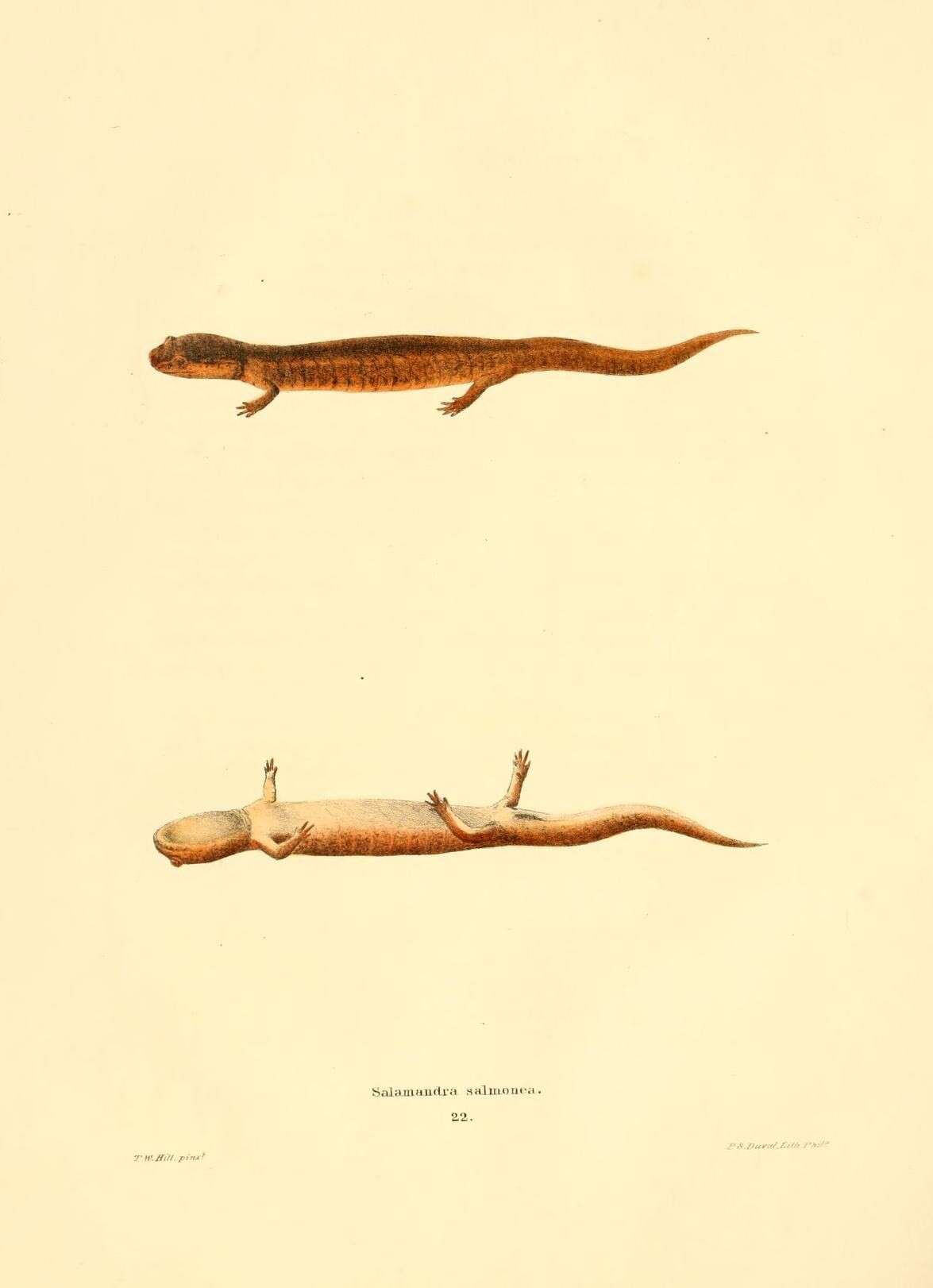 Image of Salamandra salmonea