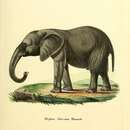 Sivun Elephas africanus kuva