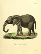Sivun Elephantiformes kuva