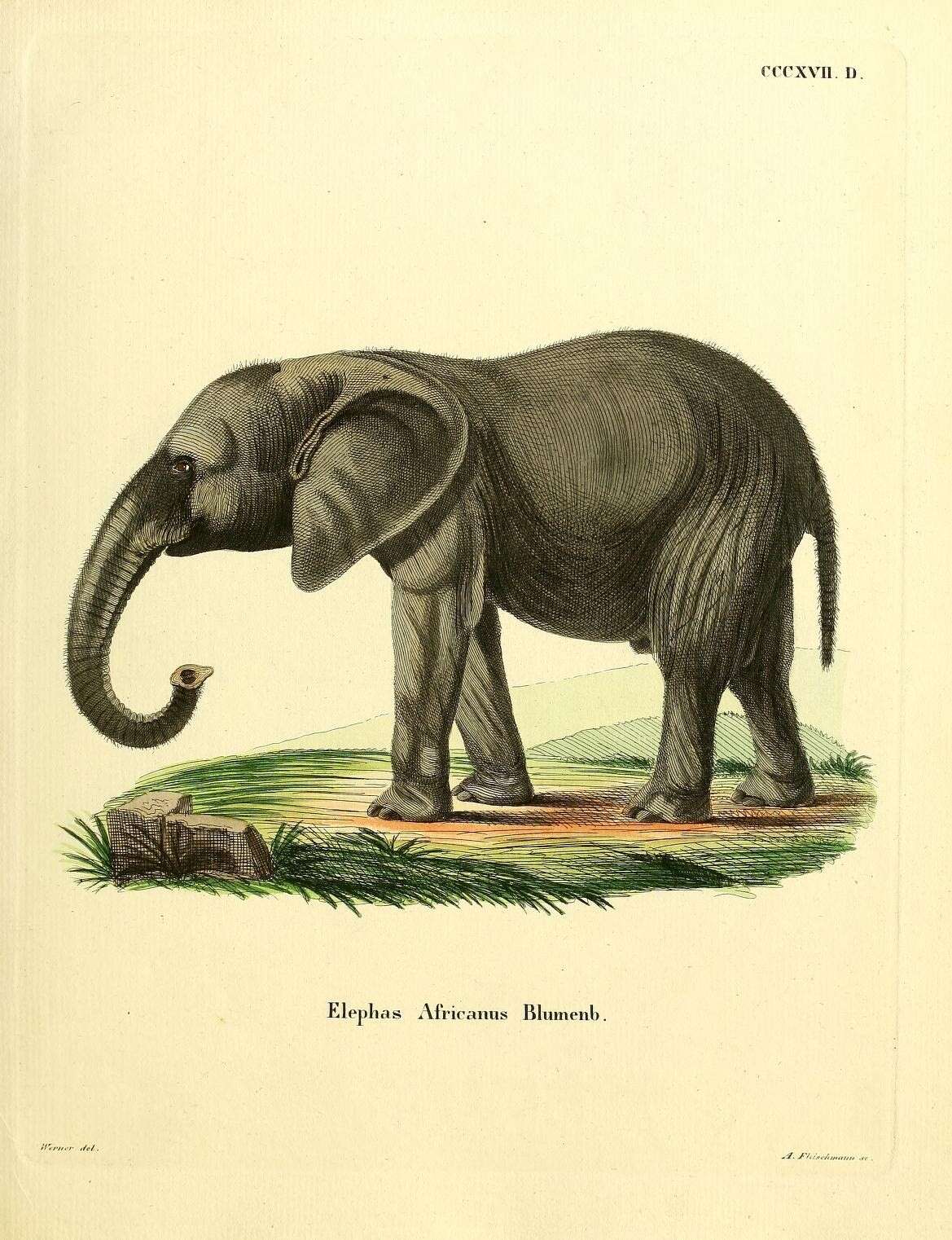 Image of Elephantiformes