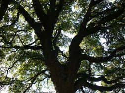 Image of Cork Oak