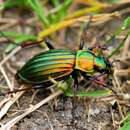 Image of Carabus (Chrysocarabus) punctatoauratus Germar 1824