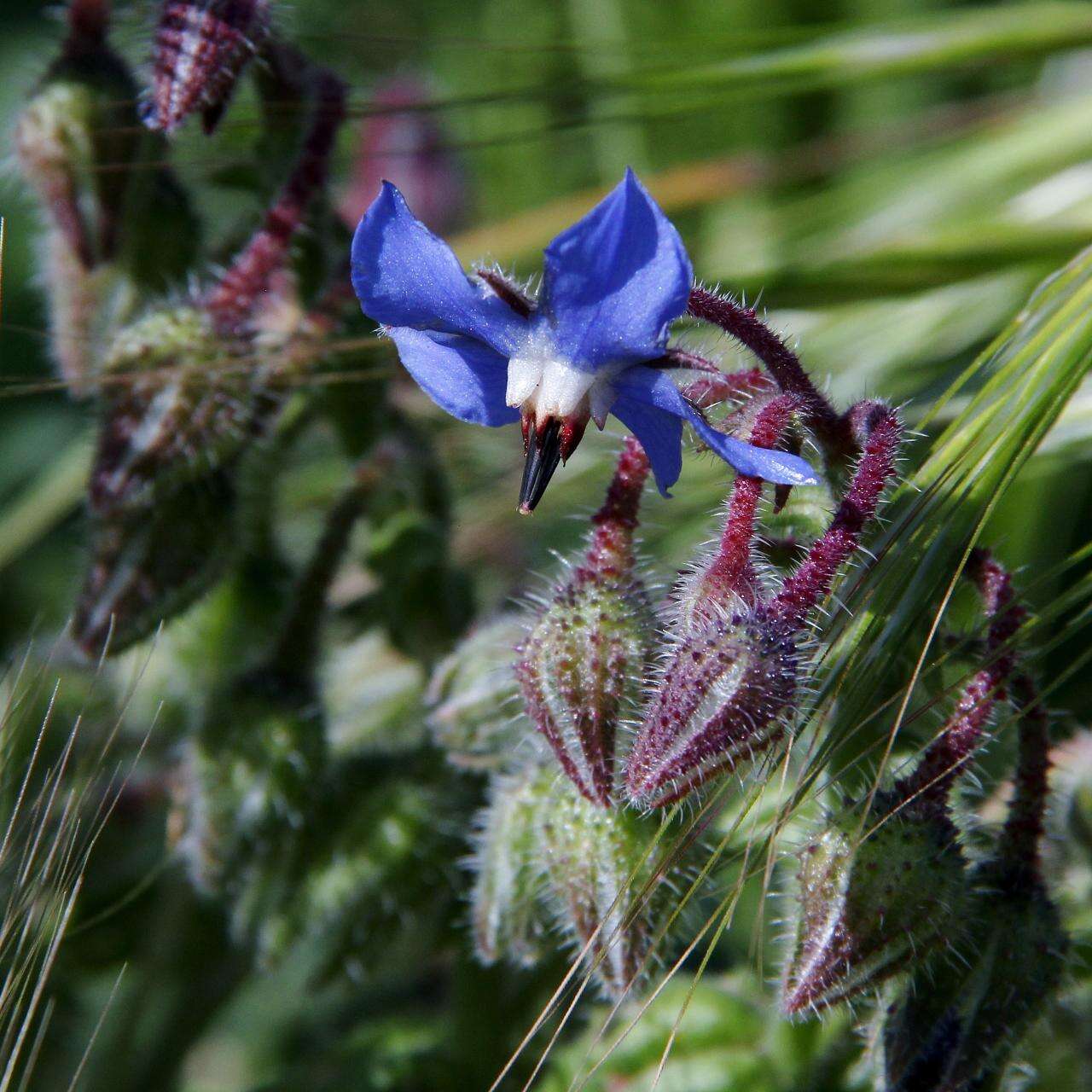 Image of borage