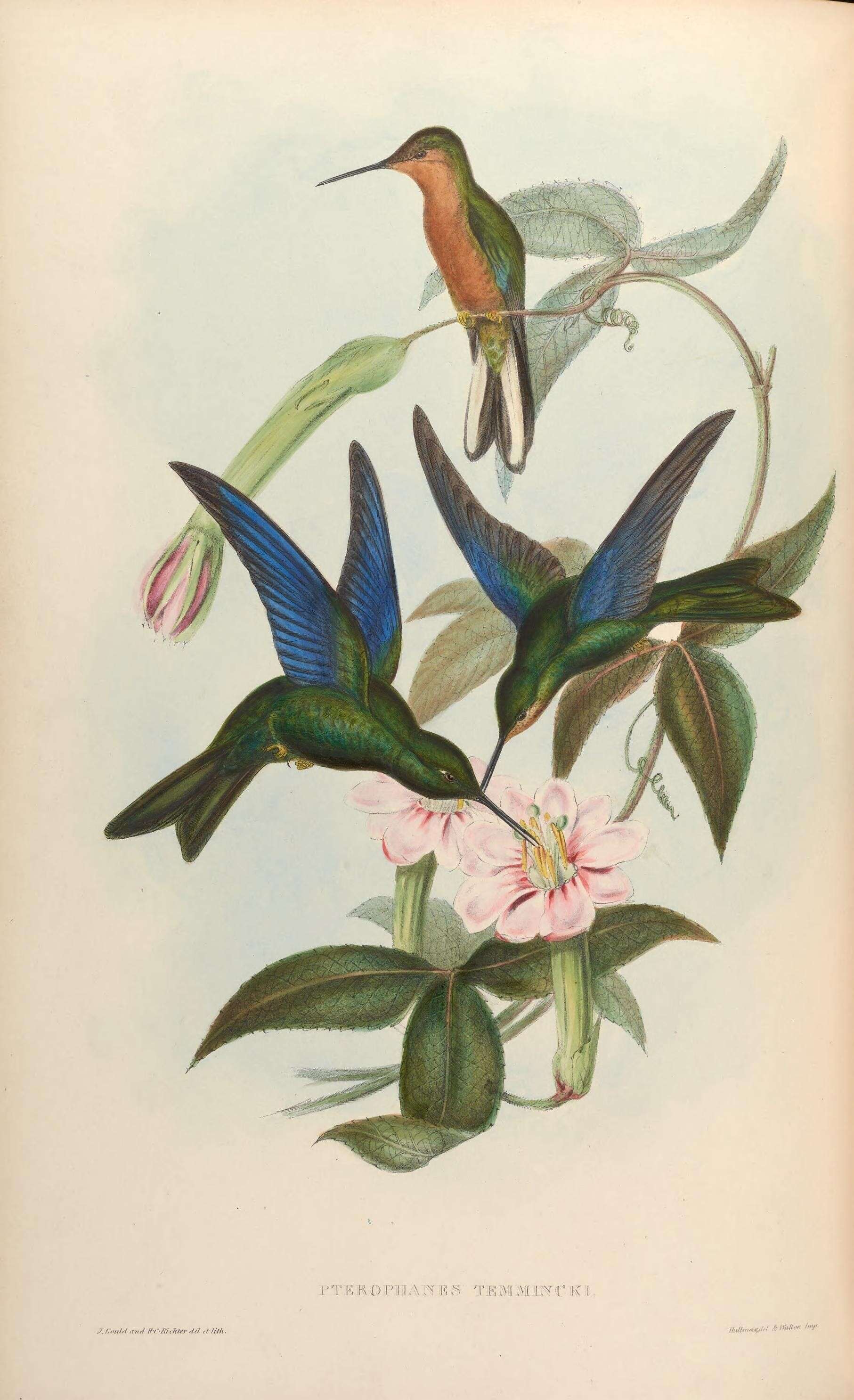 Image of Pterophanes Gould 1849