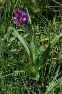 Image of Southern Marsh-orchid