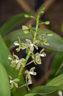 Image of appendage orchid