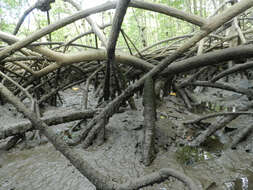 Image of mangrove