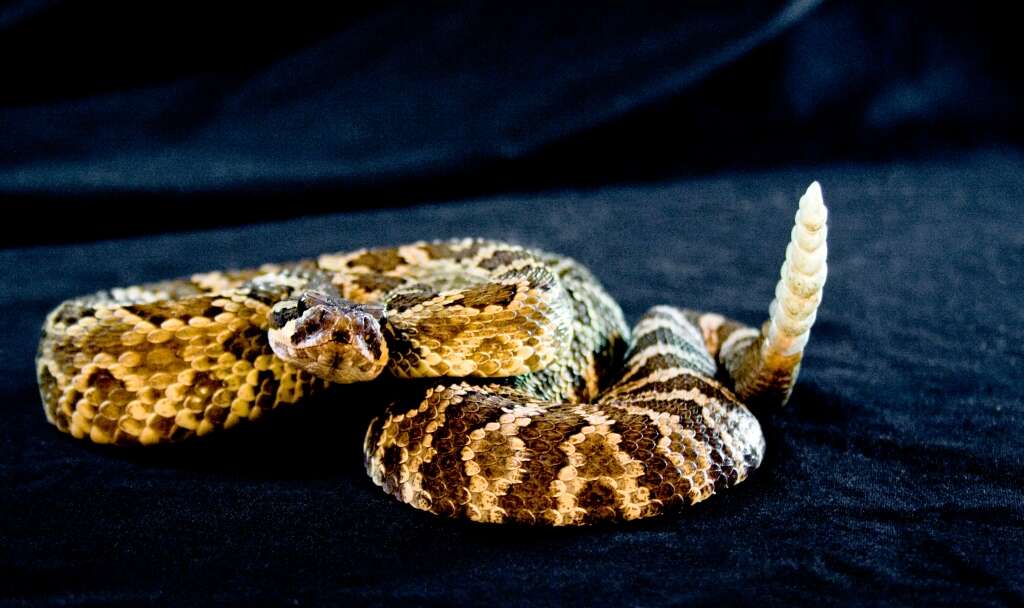 Crotalus oreganus helleri Meek 1905 resmi