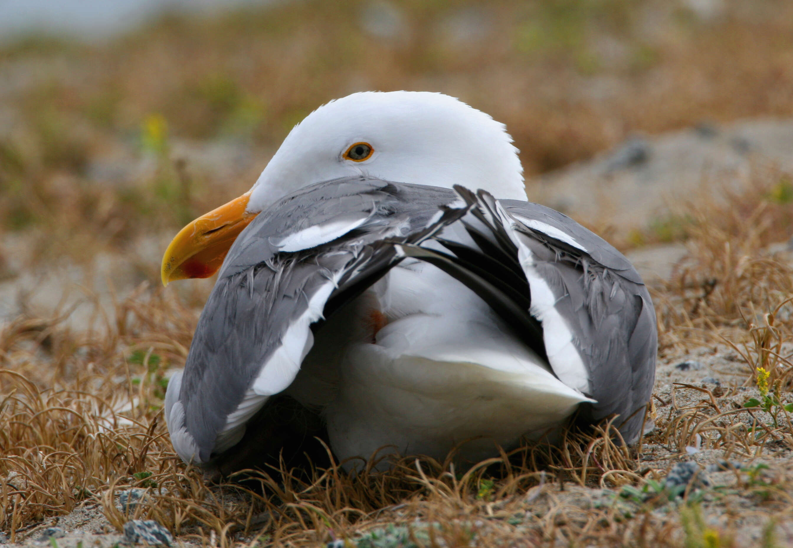 Image of Western Gull