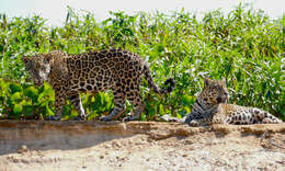 Image of Jaguar