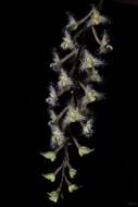 Image of Bulbophyllum lindleyanum Griff.