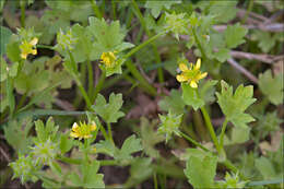 Image of spinyfruit buttercup