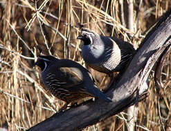 Image of Callipepla Wagler 1832