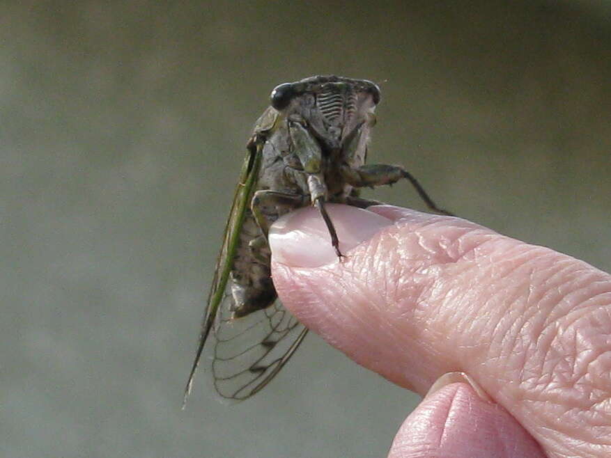 Image of Annual or Dogday Cicadas