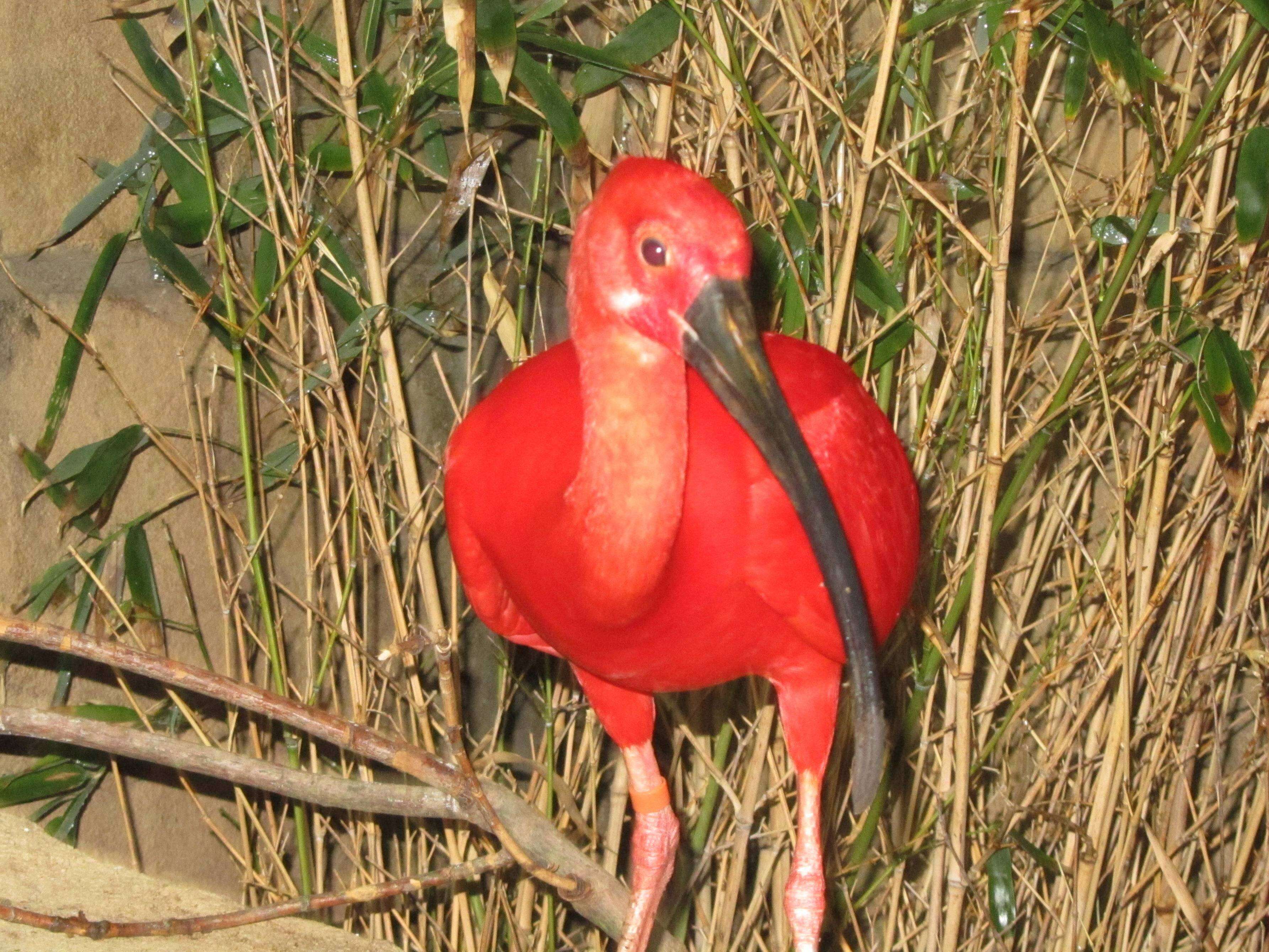 Image of Scarlet Ibis