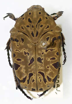 Image of flower beetles