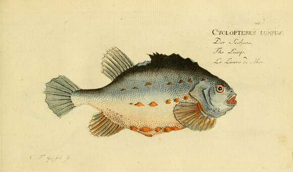 صورة Cyclopterus