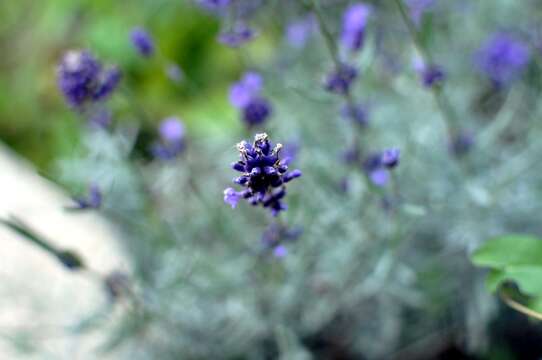 Слика од Lavandula angustifolia Mill.