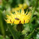 Sonchus megalocarpus (Hook. fil.) J. Black resmi