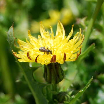 صورة Sonchus megalocarpus (Hook. fil.) J. Black