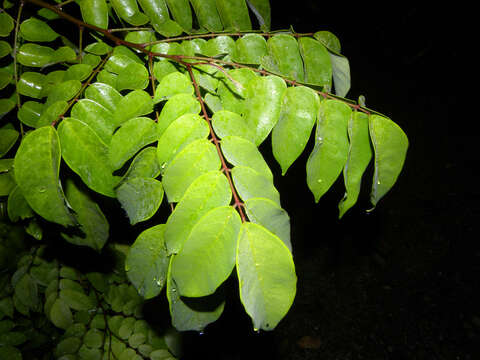 Image of carambola