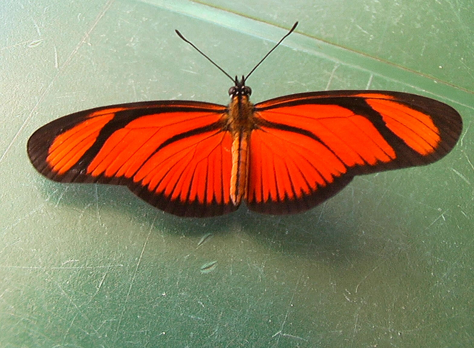 Image of Lepidoptera