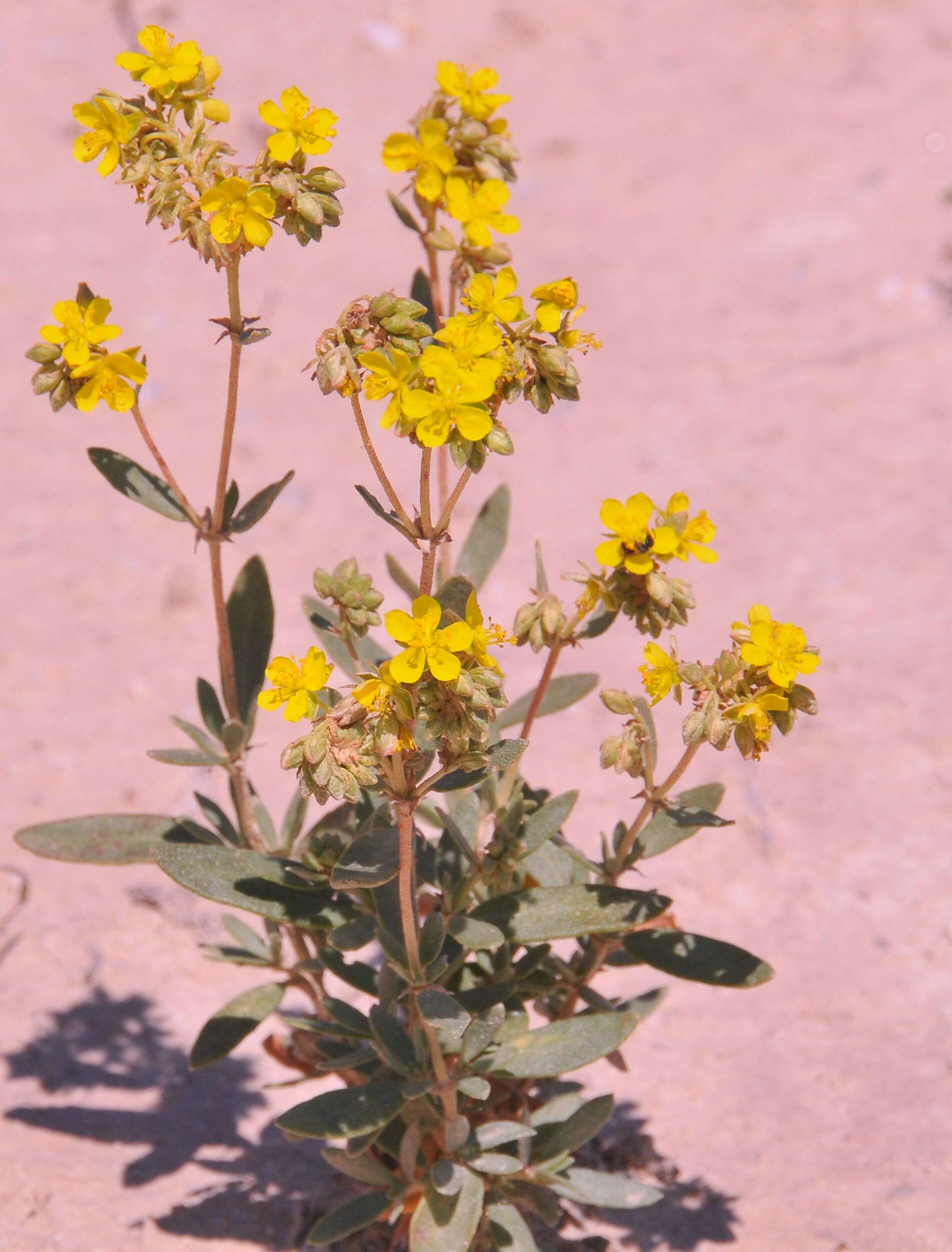 Helianthemum squamatum (L.) Pers.的圖片