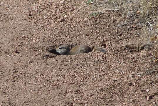 صورة Otospermophilus Brandt 1844