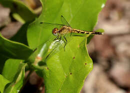 Image of Little Blue Dragonlet