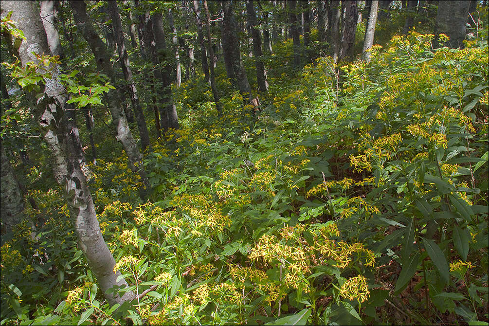 Image of wood ragwort