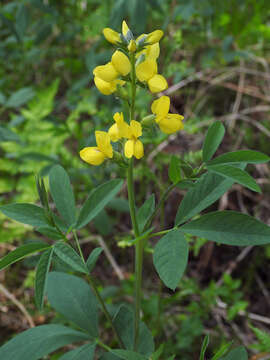 صورة Thermopsis montana Torr. & A. Gray