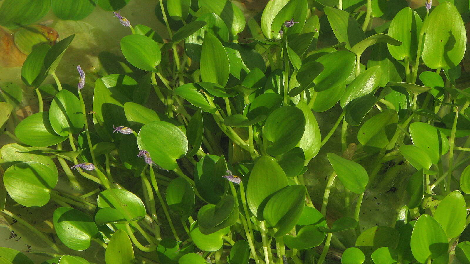 Image of mudplantain
