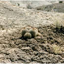 Image of Siler's Pincushion Cactus