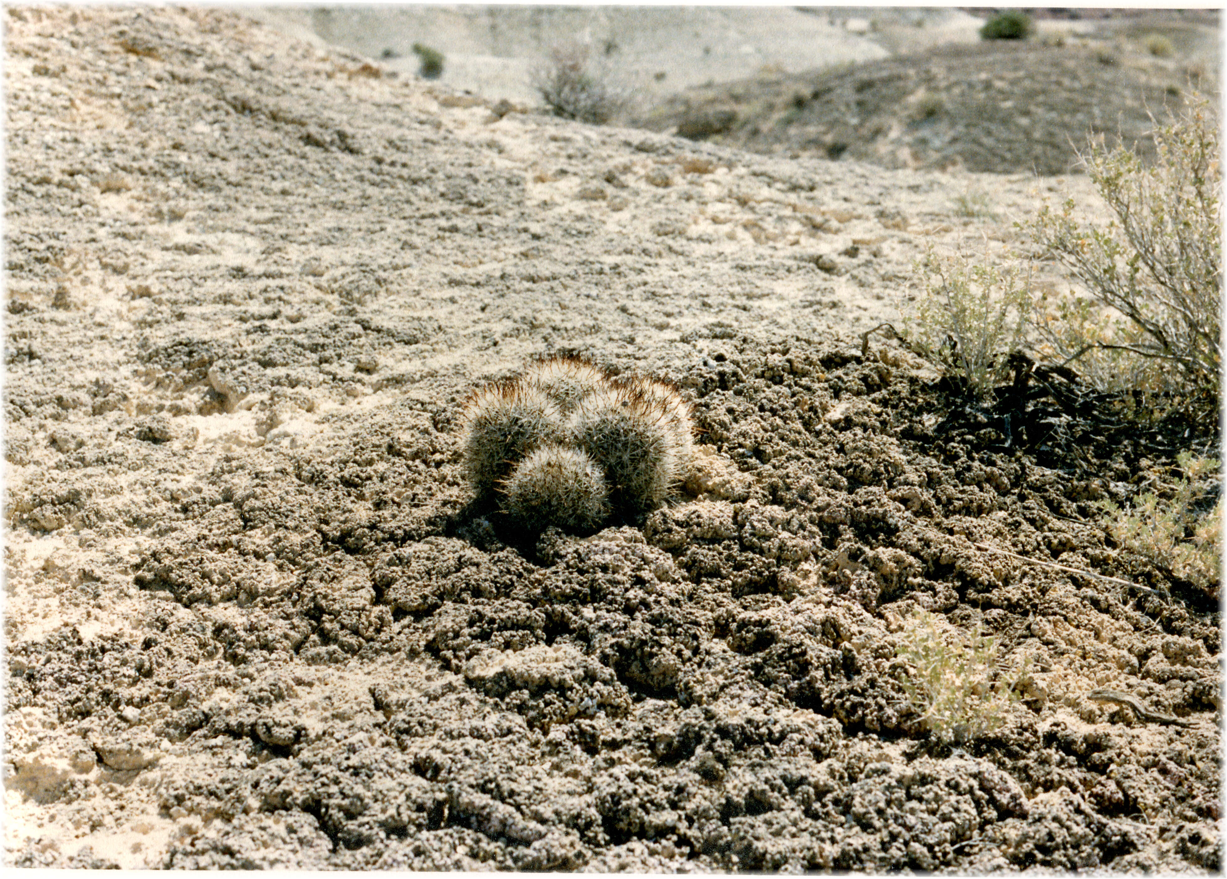 Image of pincushion cactus