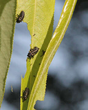 Image of coastal plain willow