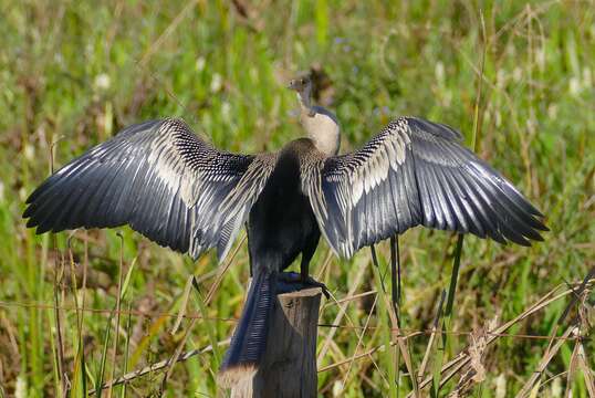 Image de Anhinga d'Amérique